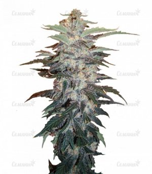 sort_White_Widow_Nirvana_Seeds__Ii9tZnyBSQVdK1yw.jpg sort_White_Widow_Nirvana_Seeds__Ii9tZnyBSQVdK1yw.jpg