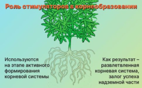 Стимуляторы корнеобразования для конопли Стимуляторы корнеобразования для конопли
