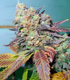 1638265388255.png
