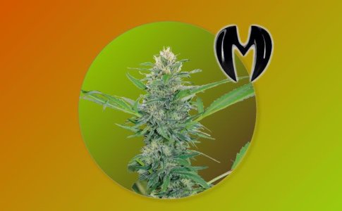 Сорт Bruce Banner Auto Monster Genetics