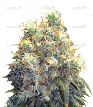 sort_Bubblelicious_Nirvana_Seeds__ho1MZb1boaoHVejX.jpg