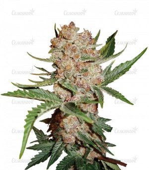 sort_Bubblelicious_Automatic_Nirvana_Seeds__soLY1WDUHtoQJNnr.jpg