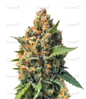 Misty_Kush_Regular__8FGURmGcQSapV2QY.jpg