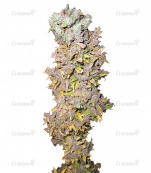 sort_Northern_Lights_Nirvana_Seeds__xoXUBk4z7MTbCtn3.jpg sort_Northern_Lights_Nirvana_Seeds__xoXUBk4z7MTbCtn3.jpg