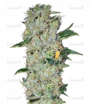 sort_Northern_Lights_regular_Nirvana_Seeds__rCbDwXymuZuVfGOf.jpg