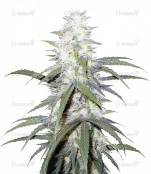 sterling_haze_regular__yzVNx2BQDFX95cPe.jpg sterling_haze_regular__yzVNx2BQDFX95cPe.jpg