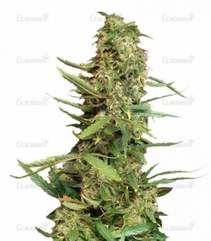 sort_Super_Skunk_Nirvana_Seeds__OmZ8dN2YBldP5rPn.jpg