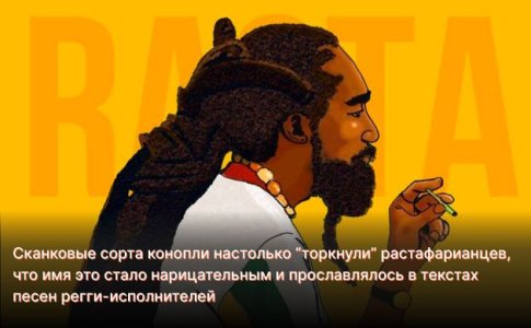 История сорта Skunk История сорта Skunk