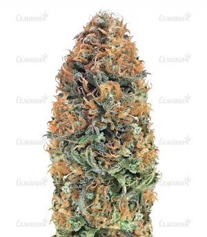Bubblelicious_Regular_Seeds___Nirvana_Seeds__HTMTGzhRJYEFCwxb.jpg