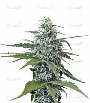 sort_Blue_Mystic_regular_Nirvana_Seeds__lwk3JPkcOjcrvlCh.jpg sort_Blue_Mystic_regular_Nirvana_Seeds__lwk3JPkcOjcrvlCh.jpg