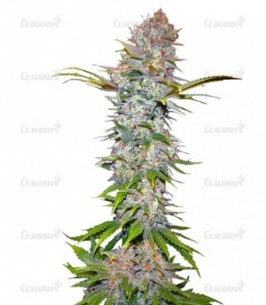 sort_Jock_Horror_Nirvana_Seeds__r8xrHHxh2EgqJAJp.jpg sort_Jock_Horror_Nirvana_Seeds__r8xrHHxh2EgqJAJp.jpg