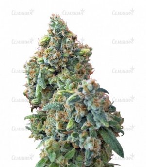 sort_Kaya_Gold_Nirvana_Seeds__5O0iIFl1WJVIzGqj.jpg