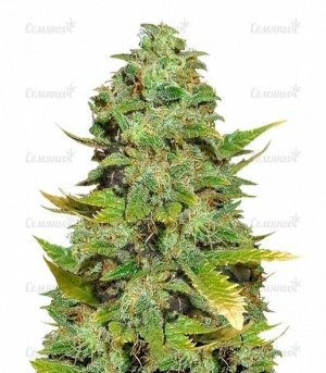 Mango_Skunk_regular__uicyLgYf4KzBybfk.jpg Mango_Skunk_regular__uicyLgYf4KzBybfk.jpg