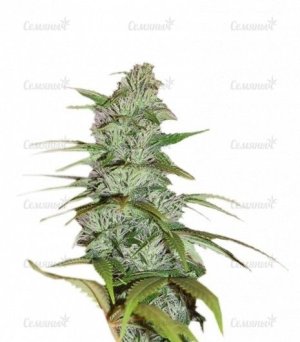 sort_Master_Kush_Nirvana_Seeds__1bsPX4LkLsDLobz0.jpg