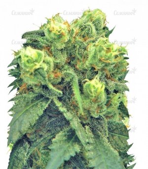 pre_99_big_bud2__nzgjo56HclZ4qz0B.jpg pre_99_big_bud2__nzgjo56HclZ4qz0B.jpg