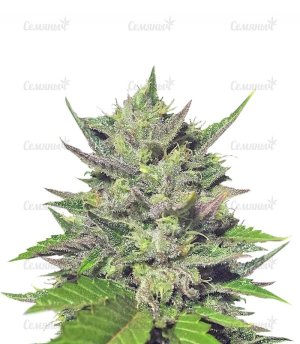 Snow_White_regular__EZ0ePvlk7m3GF4QP.jpg Snow_White_regular__EZ0ePvlk7m3GF4QP.jpg