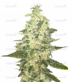 sort_Supreme_Kush_CBD__wyHzO80biub1DHLy.jpg sort_Supreme_Kush_CBD__wyHzO80biub1DHLy.jpg