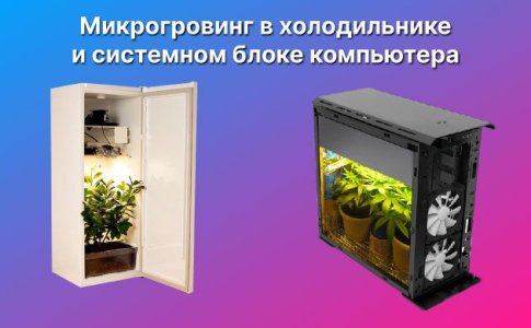Основы микрогроувинга конопли Основы микрогроувинга конопли