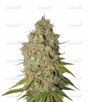 Special Kush 1.jpg Special Kush 1.jpg