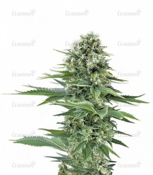 Power Flower.jpg
