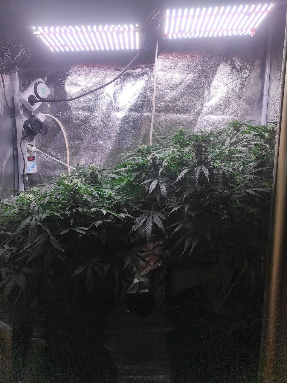 IMG_20230425_185350_912.jpg