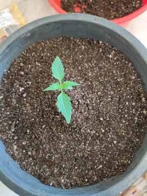 IMG_20230427_151359.jpg