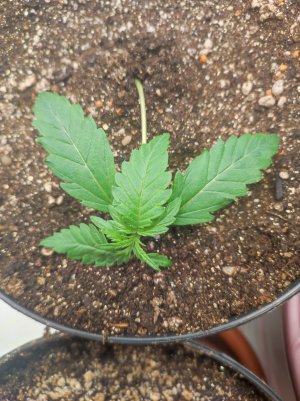 IMG_20230427_234222.jpg
