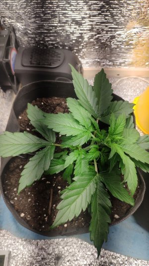 lst.jpg