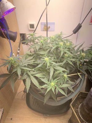 IMG_1018.jpeg