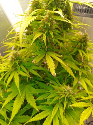 IMG_20230531_081223.jpg