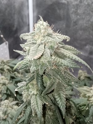 mir_20230605_212001.jpg