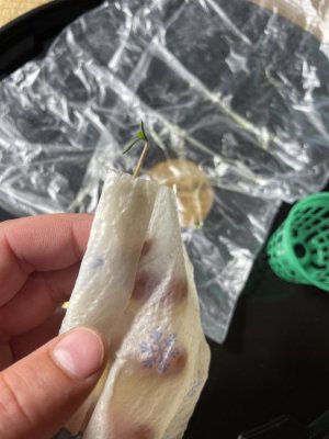 1-1.JPG 1-1.JPG