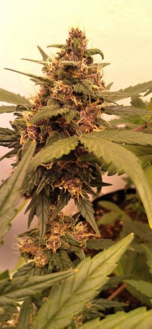 Compress_20230624_120756_6707.jpg