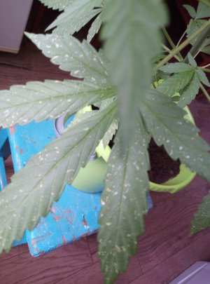 IMG_20230627_170126.jpg