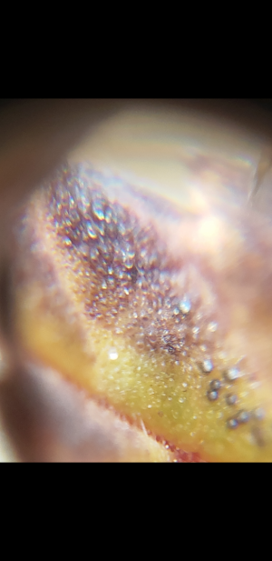 S30701-021115.png