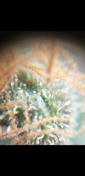 S30701-021117.png