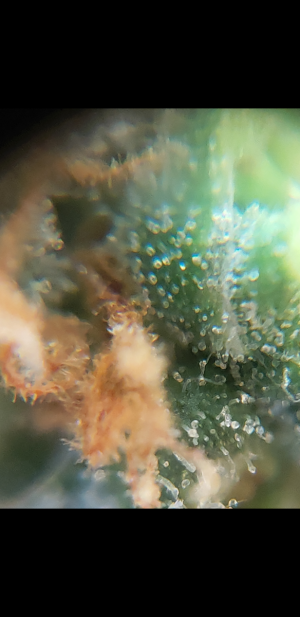 S30701-021106.png