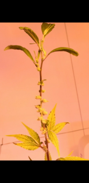 S30705-174032.png