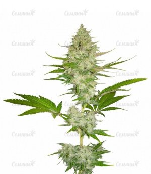 sort_Candy_Kush_Express_Fast_Flowering__Nrb4YeVhKIg1wHr0.jpg sort_Candy_Kush_Express_Fast_Flowering__Nrb4YeVhKIg1wHr0.jpg