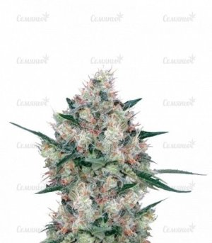 sort_Honey_Cream_Fast_Flowering__FBNFPRZE6a13PkJx.jpg sort_Honey_Cream_Fast_Flowering__FBNFPRZE6a13PkJx.jpg