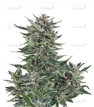 sort_Easy_Bud_auto_RQS__R6djbHSACtYiat13.jpg sort_Easy_Bud_auto_RQS__R6djbHSACtYiat13.jpg