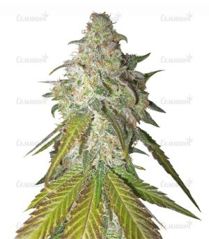 sort_Sour_Diesel_RQS__D7mXg7ycwqTiUtaq.jpg sort_Sour_Diesel_RQS__D7mXg7ycwqTiUtaq.jpg
