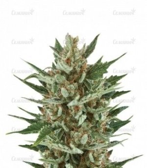 sort_Speedy_Chile_Fast_Flowering__7pGRIGWQA45SUEAn.jpg sort_Speedy_Chile_Fast_Flowering__7pGRIGWQA45SUEAn.jpg