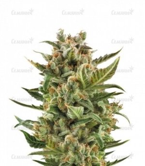 sort_White_Widow_Automatic_RQS__jdAkX0nBpplKhiVy.jpg sort_White_Widow_Automatic_RQS__jdAkX0nBpplKhiVy.jpg