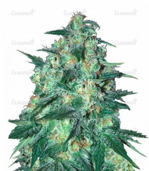 sort_JEKYLL_PASSION_samsara_seeds__yGw4LaYuJM38FlyR.jpg sort_JEKYLL_PASSION_samsara_seeds__yGw4LaYuJM38FlyR.jpg