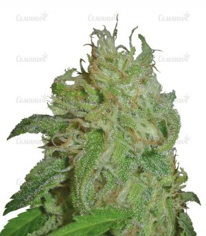 sort_SWEET_BLACK_ANGEL_samsara_seeds__Cn76TVlODsF34w6F.jpg