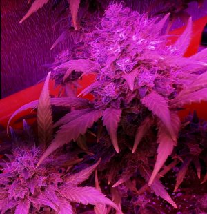 critical-kali-mist-fem-delicious-seeds__JUSYCZx3b8XNyuKf.jpg critical-kali-mist-fem-delicious-seeds__JUSYCZx3b8XNyuKf.jpg