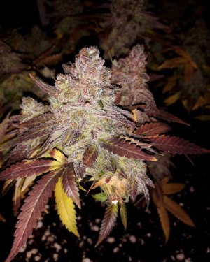super-lemon-haze-fem-Semyanich__gdndAp3Er6Yz87v6.jpg super-lemon-haze-fem-Semyanich__gdndAp3Er6Yz87v6.jpg