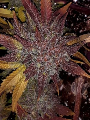 super-lemon-haze-fem-Semyanich__39rwezRoyXe0GapL.jpg super-lemon-haze-fem-Semyanich__39rwezRoyXe0GapL.jpg