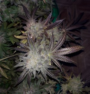 gorilla-glue-4-fem-anesia-seeds__N0cUDDMnxLX6p5RO.jpg gorilla-glue-4-fem-anesia-seeds__N0cUDDMnxLX6p5RO.jpg